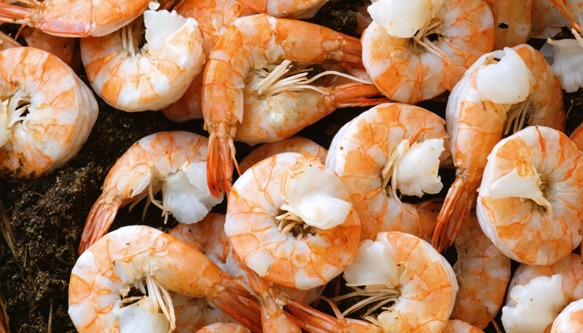 découvrez si composter les crevettes est sûr pour votre jardin, ses avantages et précautions pour enrichir votre sol naturellement.